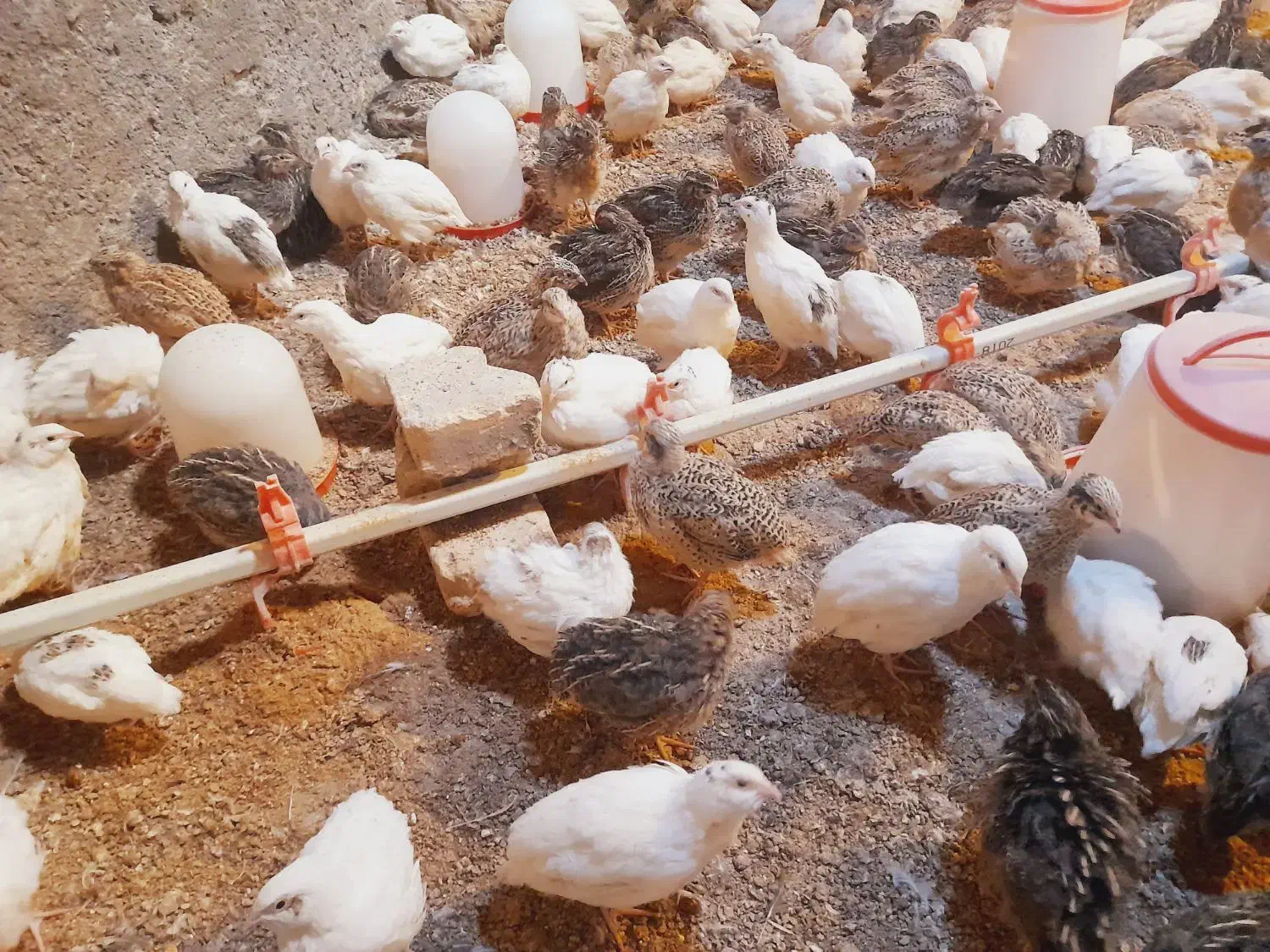 بلدرچین|حیوانات مزرعه|کشکوئیه, |دیوار