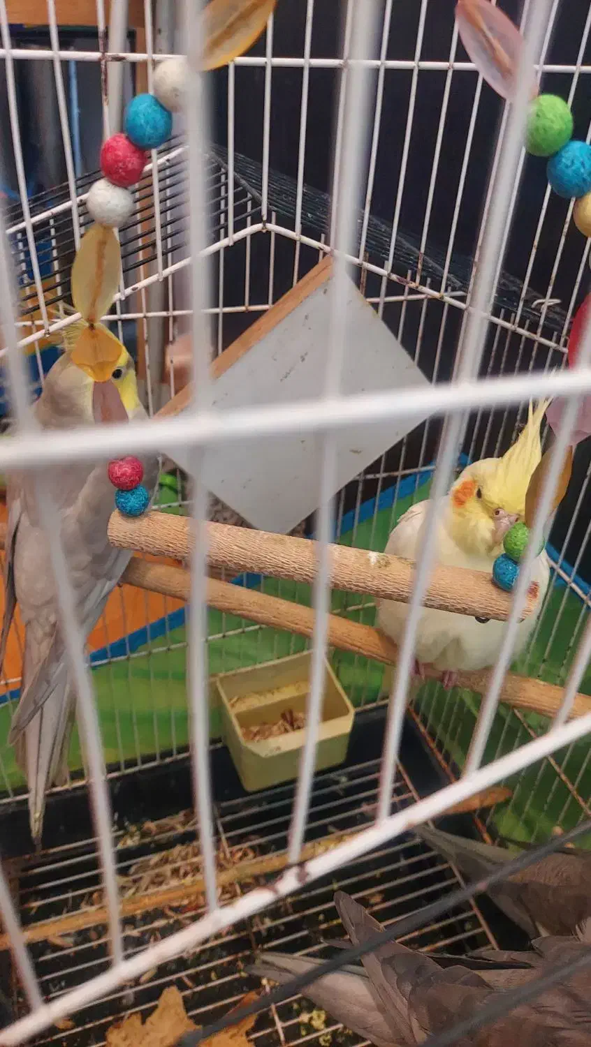 یک جفت طوطی عروس|پرنده|نور, |دیوار