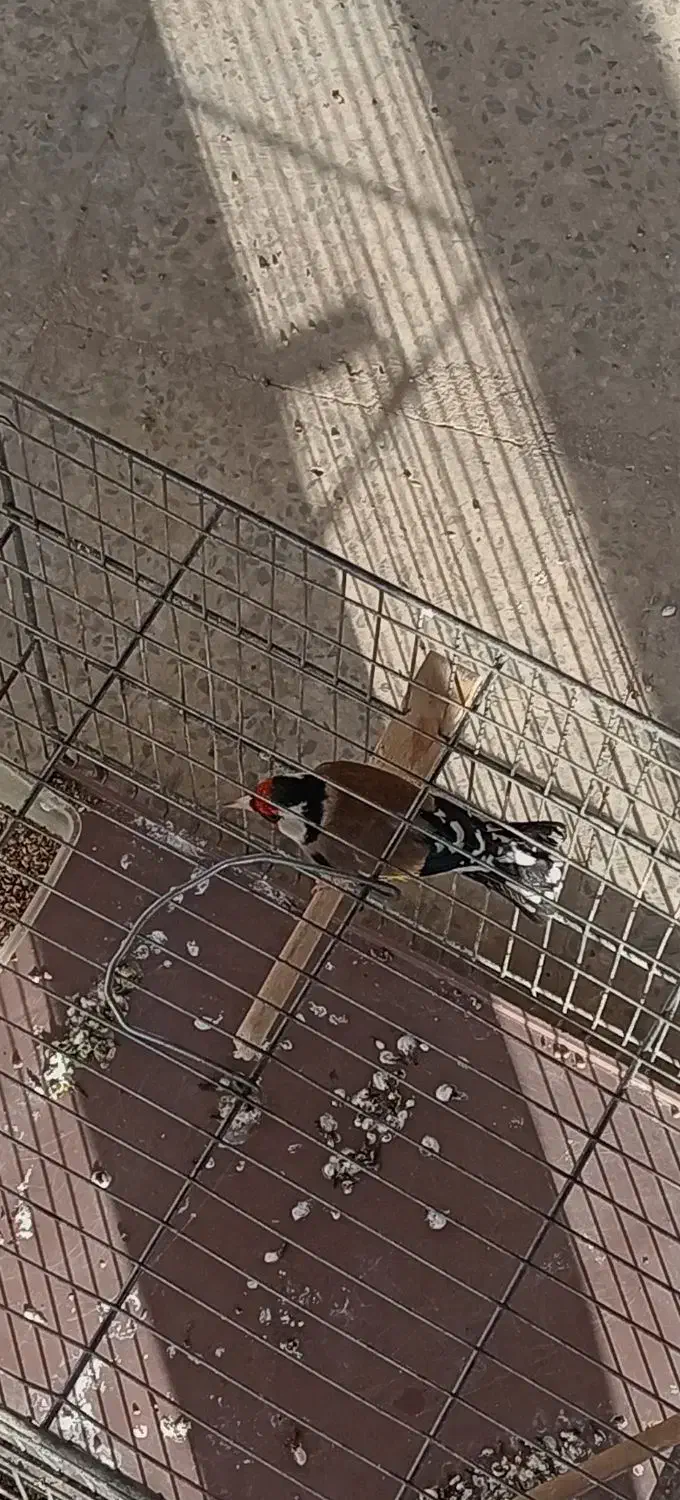 یه عدد سهره نر عالی|پرنده|خمینی‌شهر, |دیوار