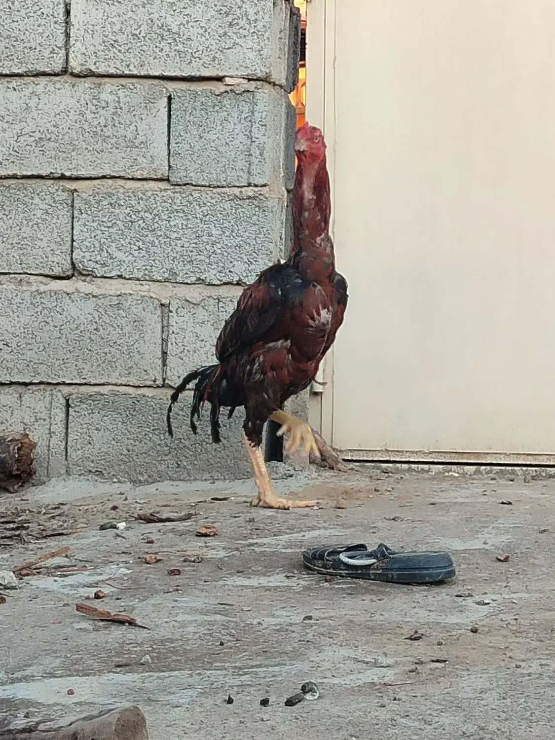 لاری اصل نژاد دار|حیوانات مزرعه|قشلاق دشت, |دیوار