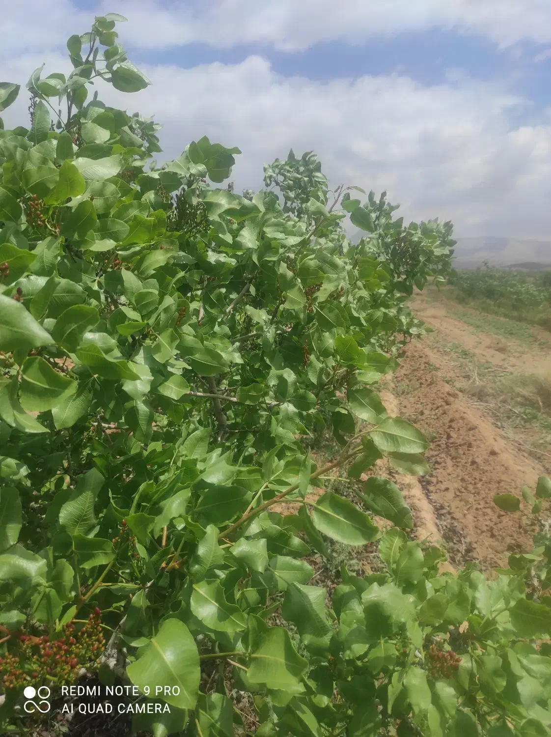 باغ پسته و زمین زراعی|فروش دفتر صنعتی، کشاورزی، تجاری|رونیز, |دیوار