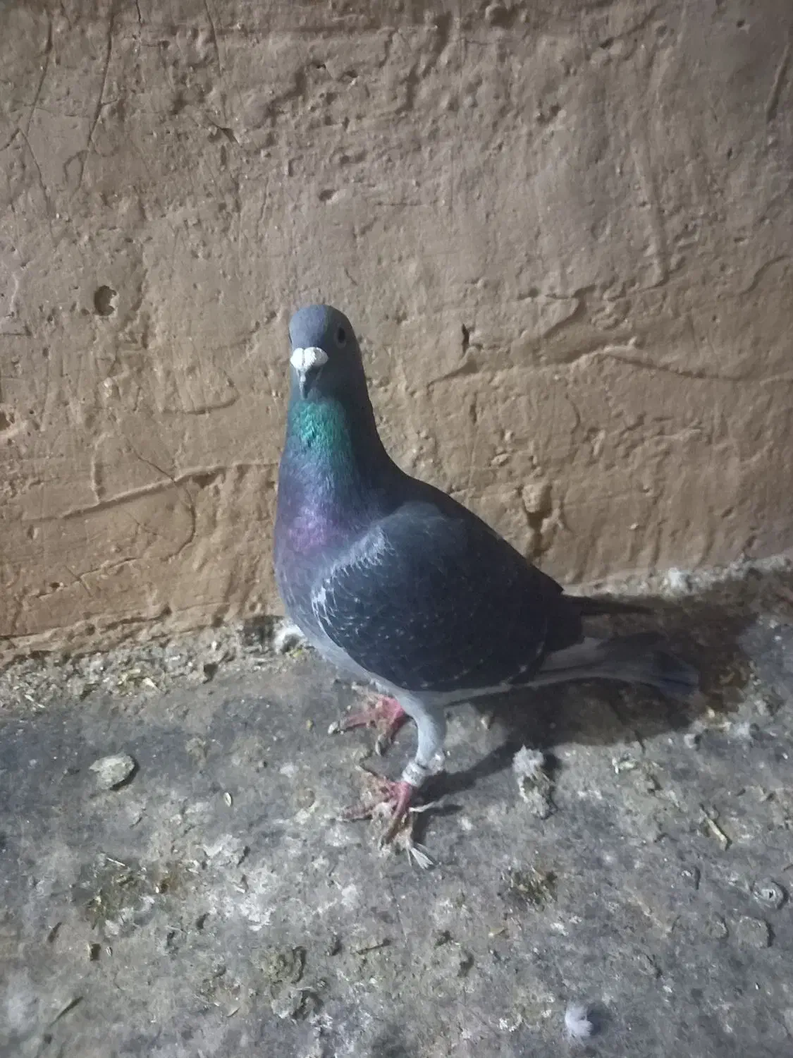 پرنده|پرنده|فاروج, |دیوار