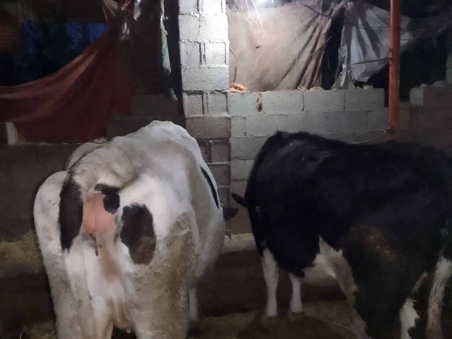 حیواناتمزرعهگاو|حیوانات مزرعه|گوراب زرمیخ, |دیوار