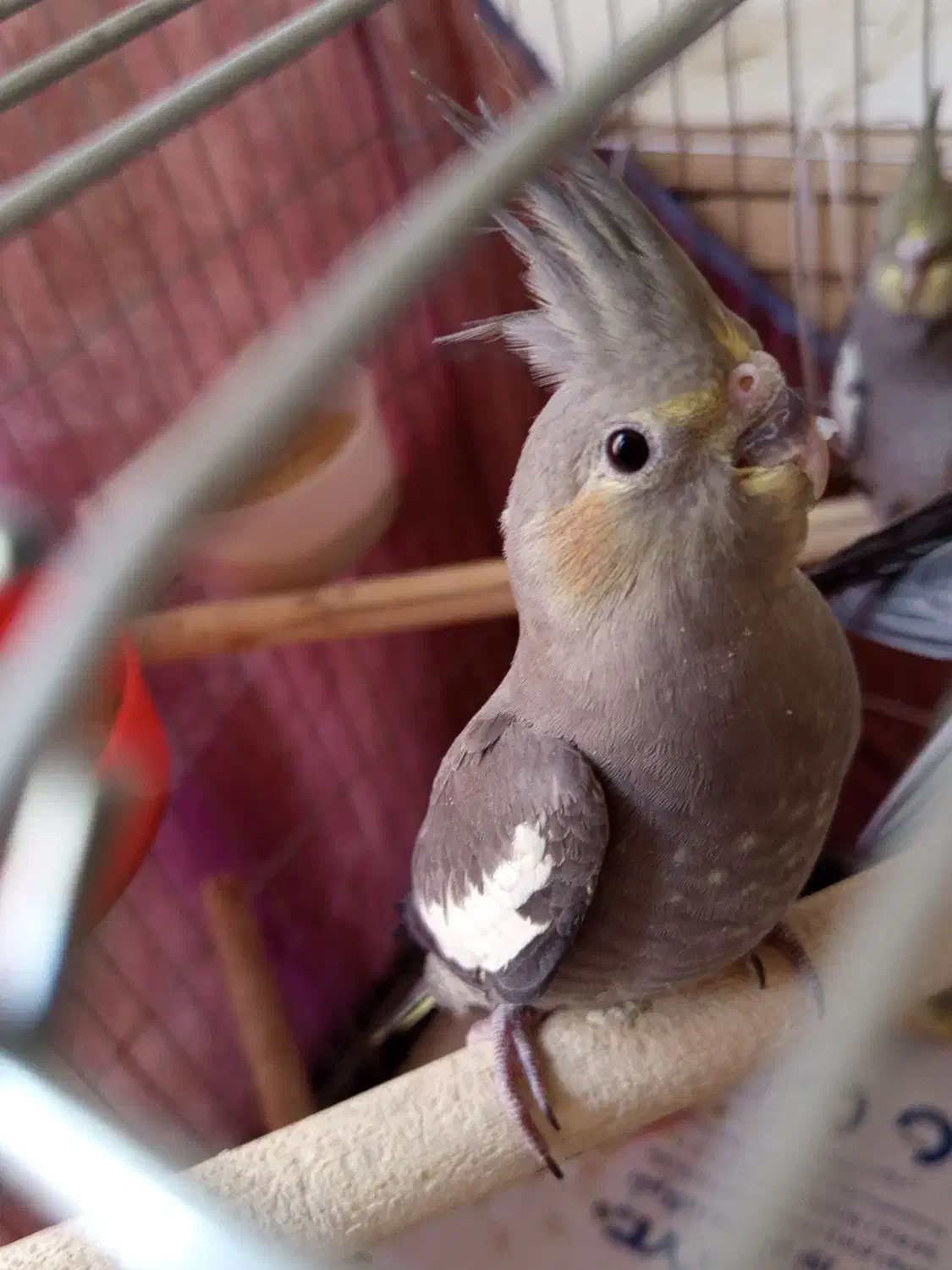 چهار عدد جوجه عروس هلندی|پرنده|کرج, شهرک امام رضا (ع)|دیوار