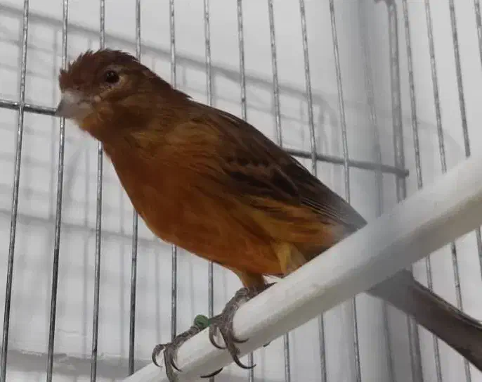 فروش قناری ماده شتری و سرخ سوخته|پرنده|مرودشت, بیست متری بیمارستان|دیوار