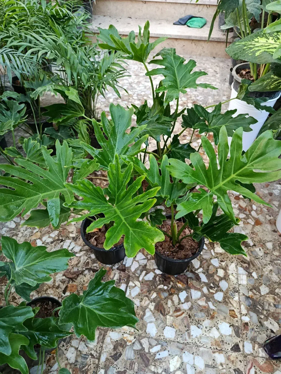 مدارک گم شده|اشیا|مرودشت, تخت جمشید|دیوار