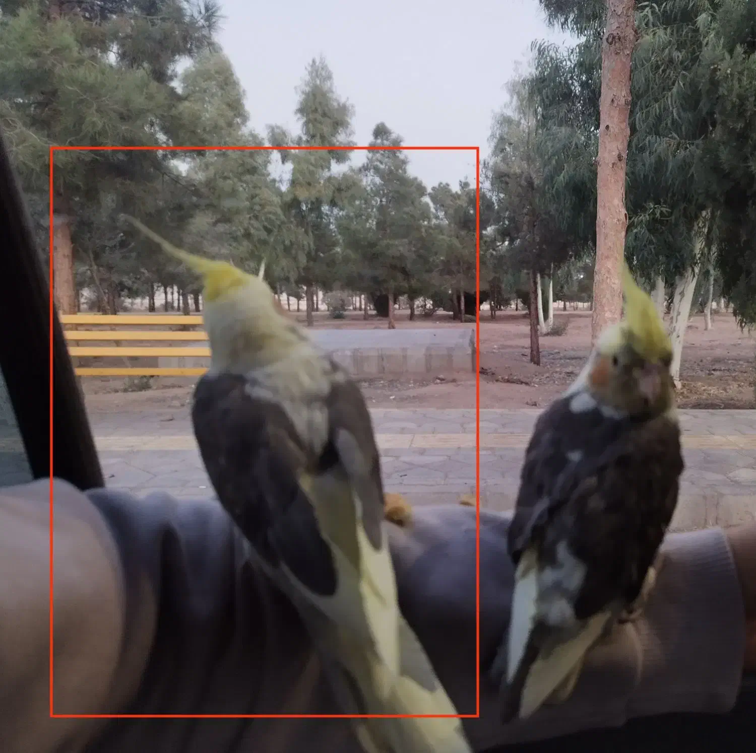 پرنده ی گمشده (عروس هلندی)|حیوانات|سمنان, |دیوار