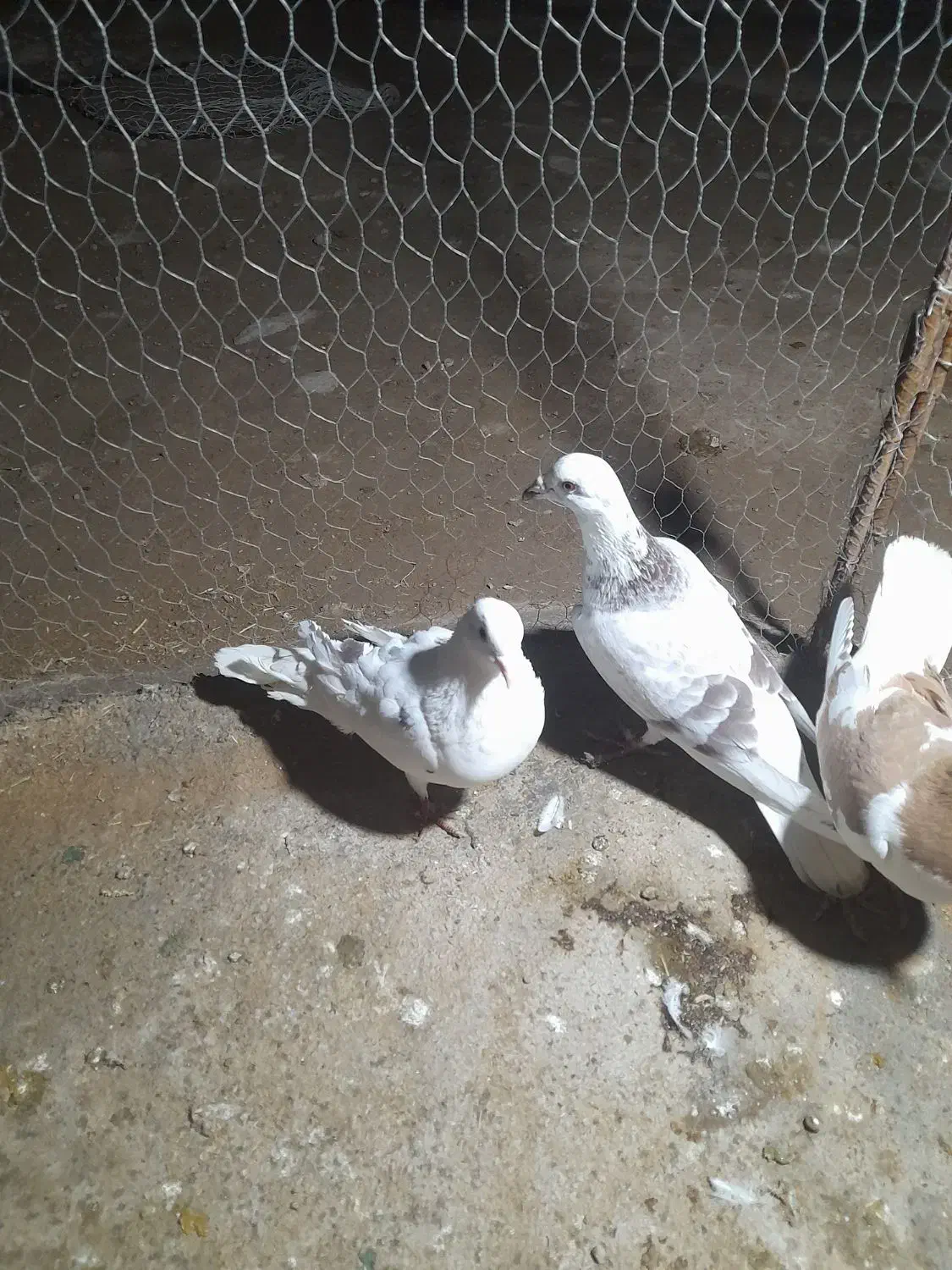 کبوتر|پرنده|اسفراین, |دیوار