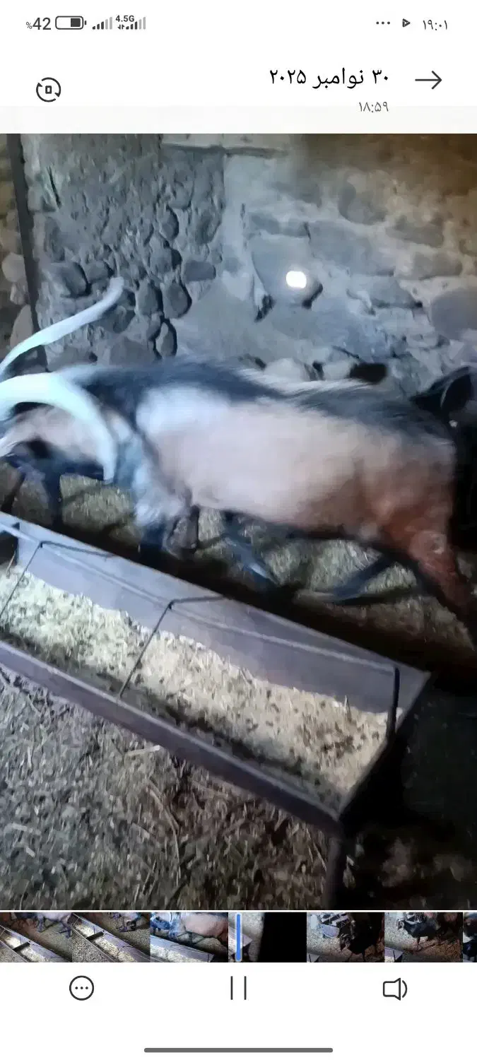 نر بز خارجی اصلاح نژاد|حیوانات مزرعه|نیر (یزد), |دیوار