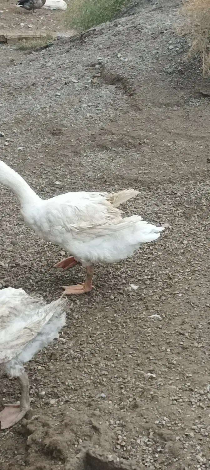 غاز قو|حیوانات مزرعه|بیله سوار, |دیوار