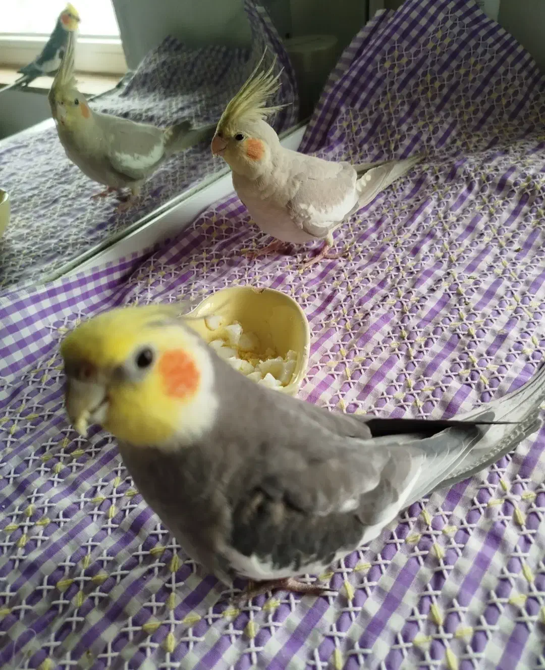 یک جفت عروس هلندی جوان و رام، نر سخنگو|پرنده|بندر انزلی, پاسداران|دیوار