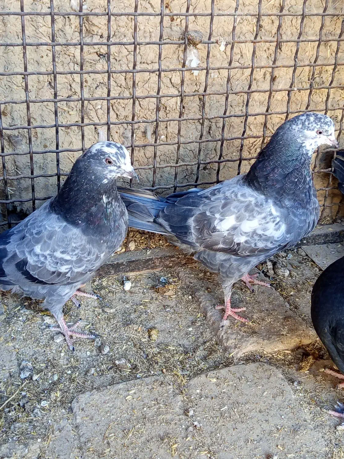 کبوتر|پرنده|خنداب, |دیوار