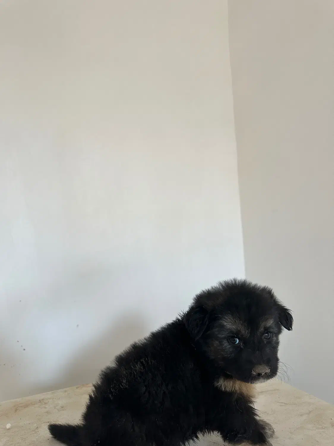 مو بلند ژرمن|سگ|قدس, شهر‌قدس|دیوار