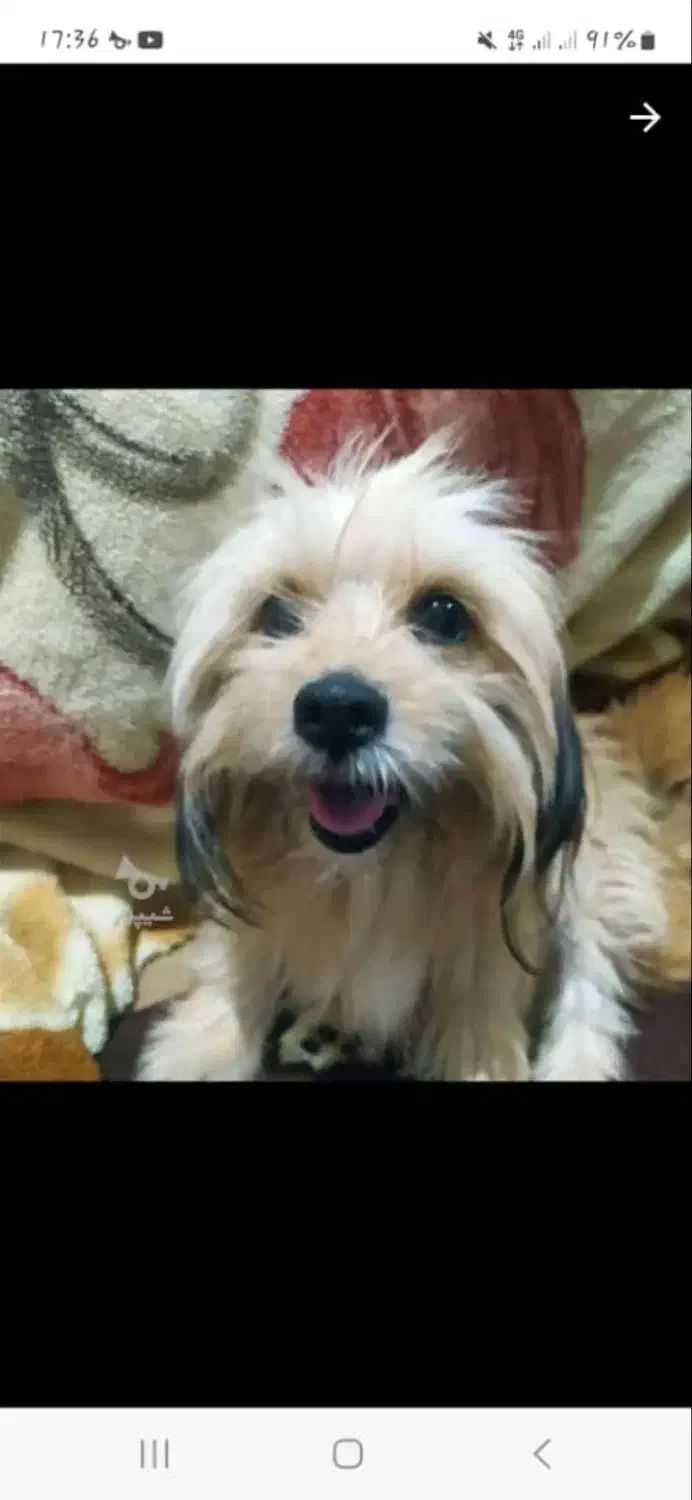 یه جفت سگ‌نرو ماده شیتزو|سگ|گنبد کاووس, |دیوار