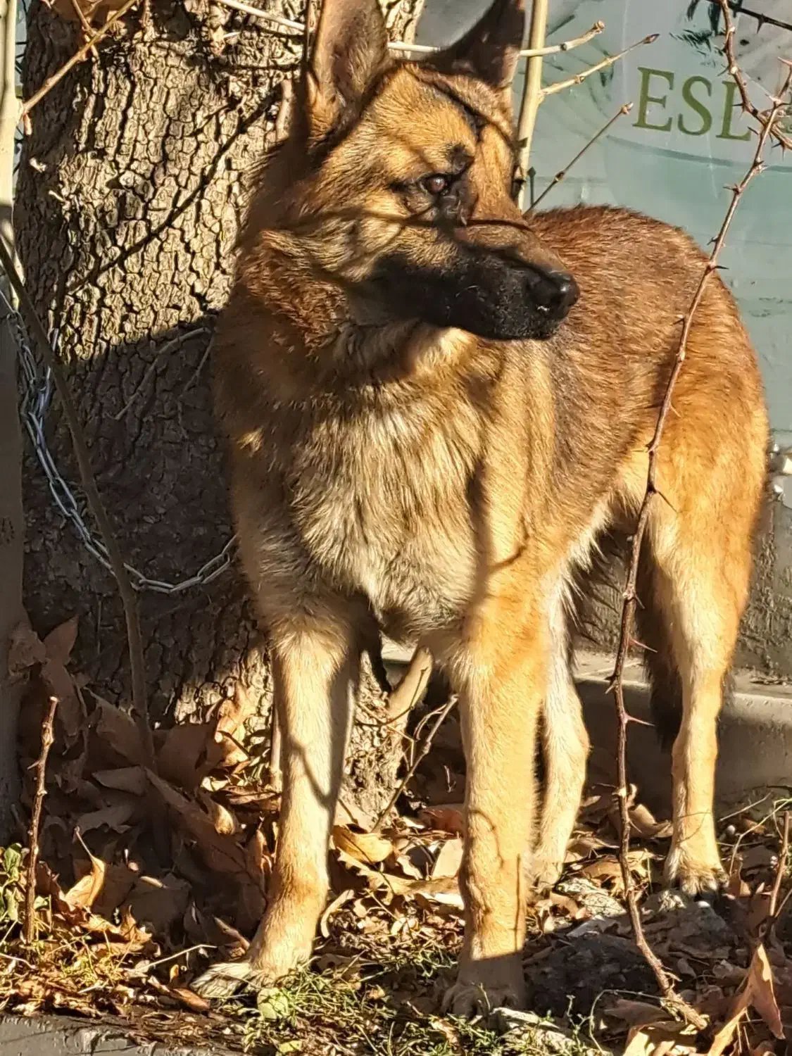 سگ ژرمن|سگ|کرج, کمال‌شهر|دیوار