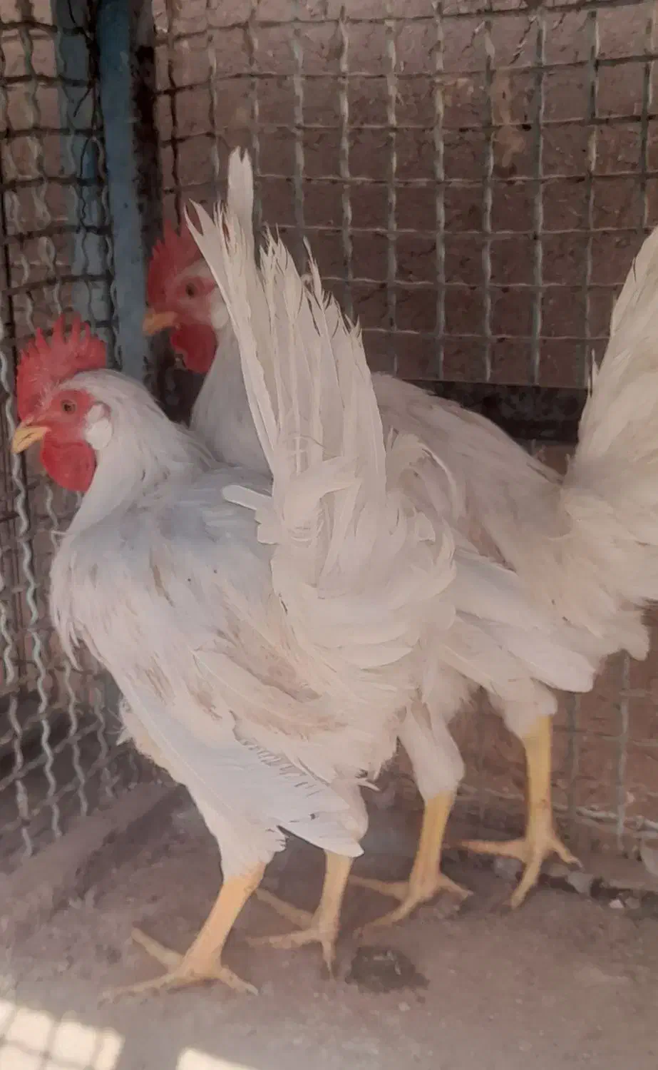 خروس فر وخروس بومی وخروس سفید|حیوانات مزرعه|اردکان, |دیوار