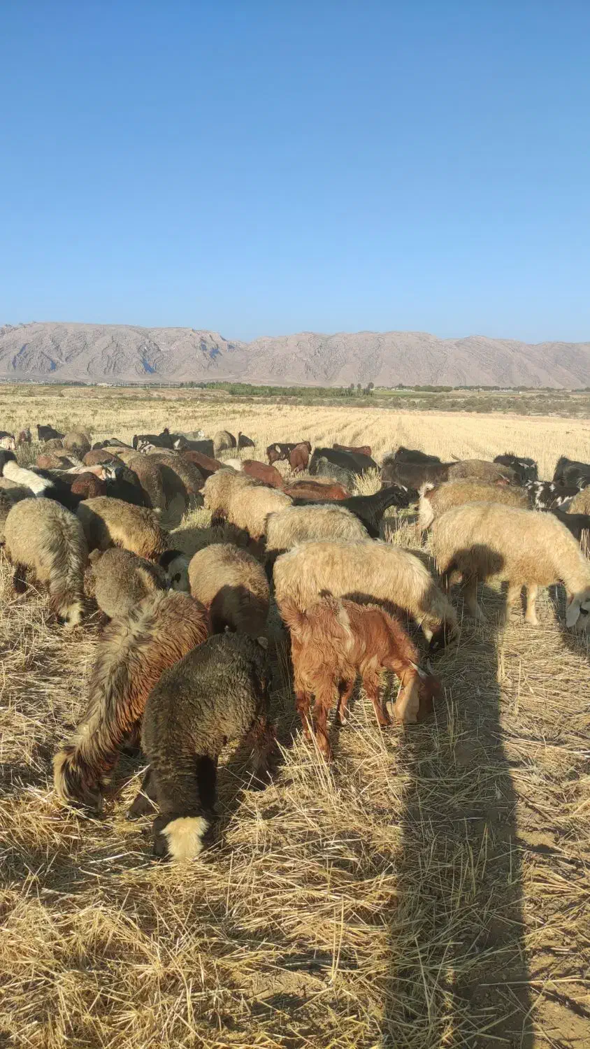 نیاز به یک کارگر باتجربه برای چوپانی|استخدام سرایداری و نظافت|سیاخ دارنگون, |دیوار