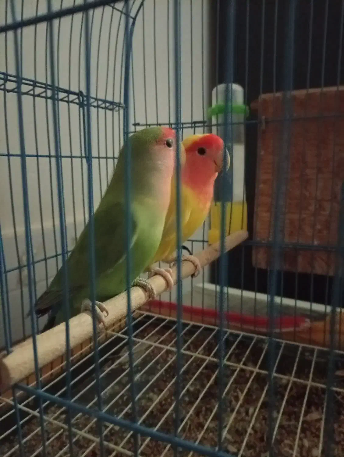 طوطی ۲۵۰۰|پرنده|بندر کنگان, |دیوار