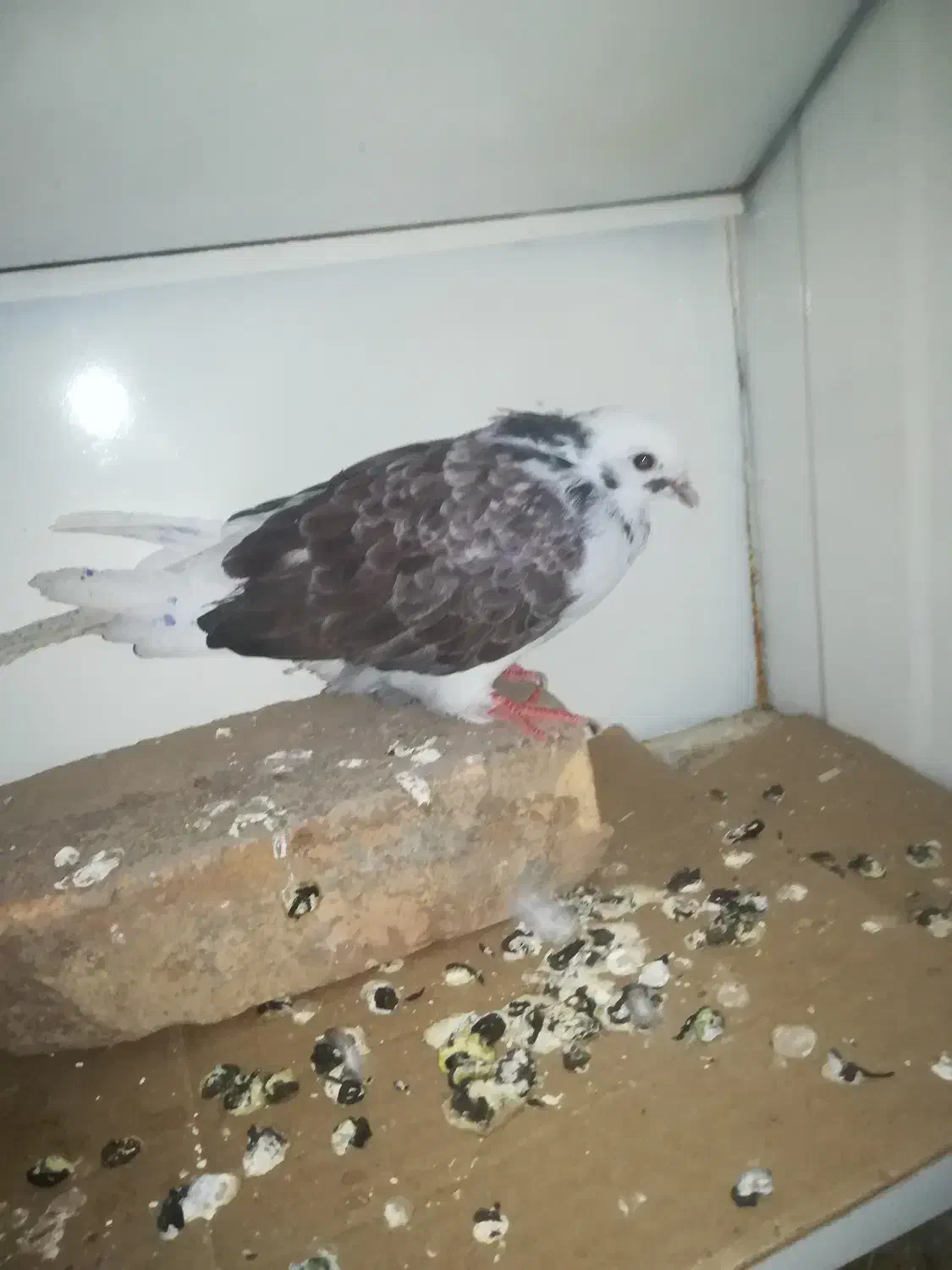 جوجه کبوتر نر|پرنده|بوکان, |دیوار