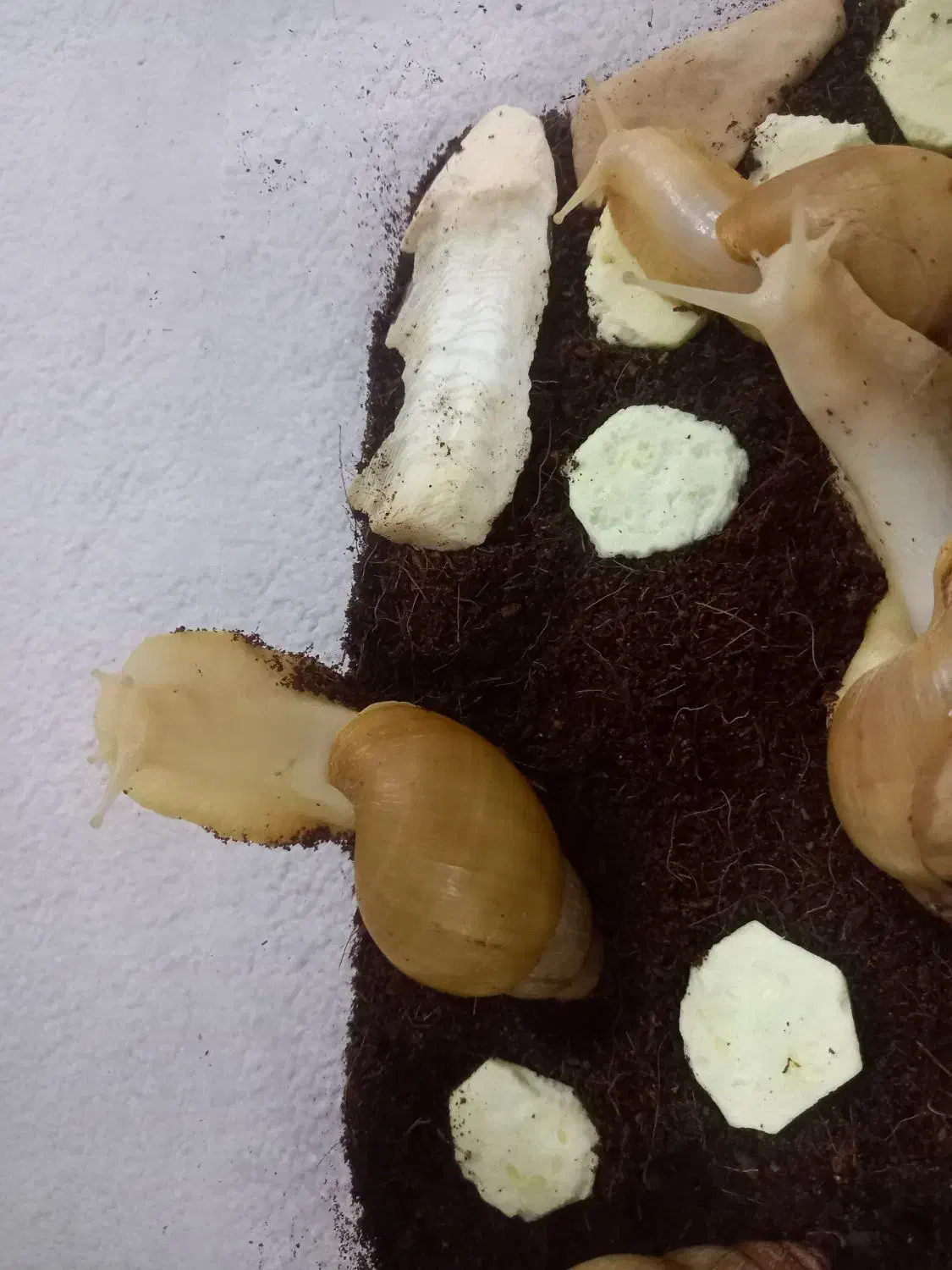 حلزون و خاویار حلزون|خزنده|تهران, جوانمردان (اندیشه)|دیوار