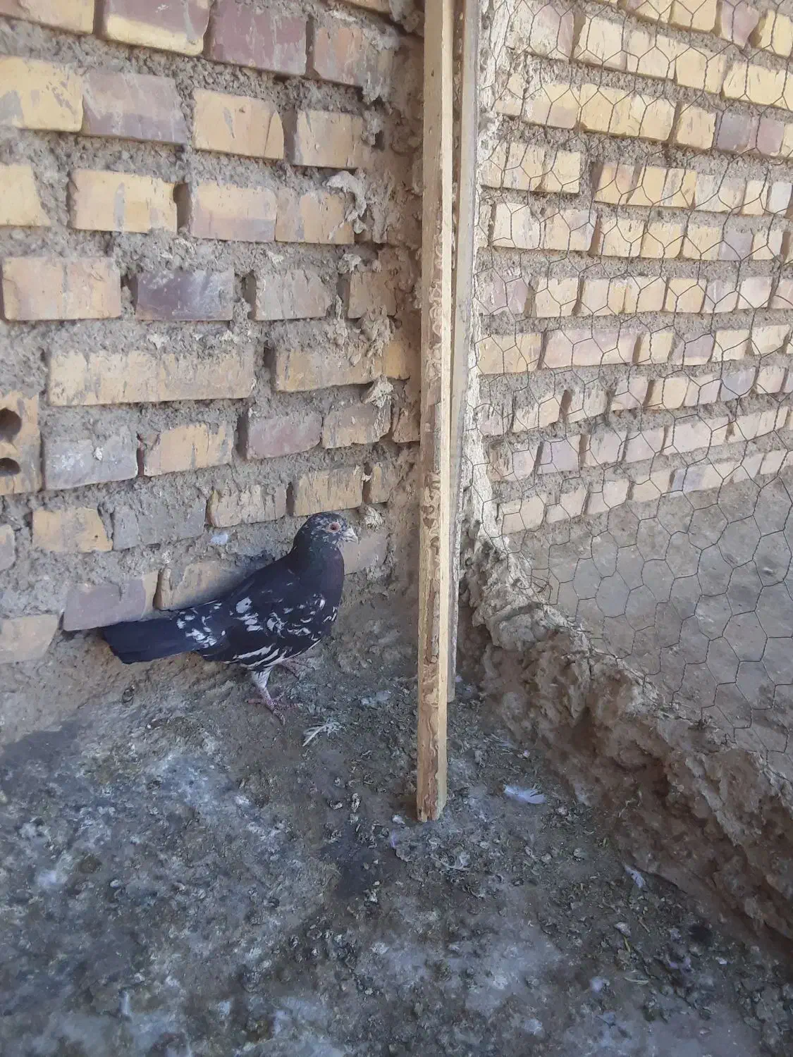 کفتر|پرنده|قائن, |دیوار