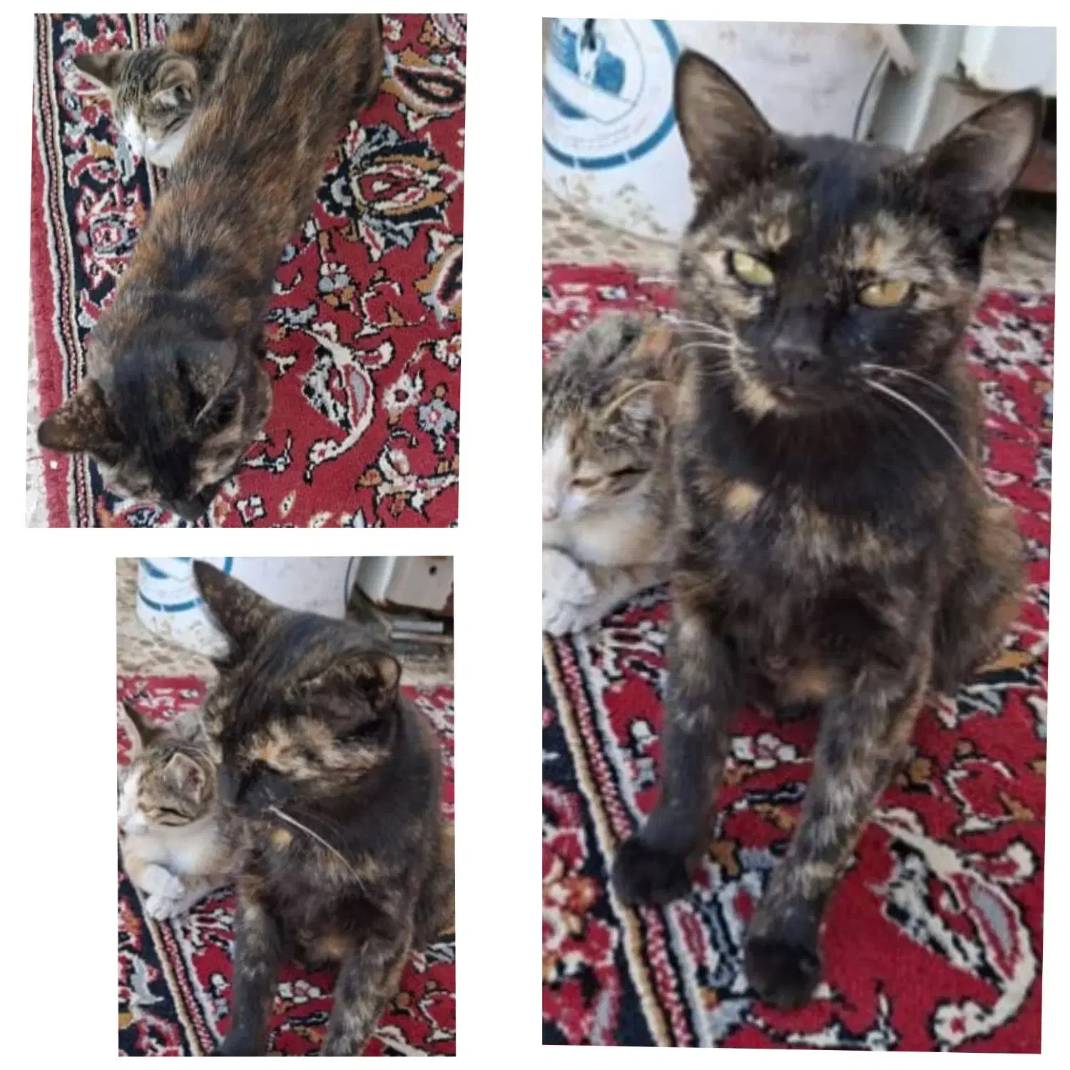 گمشده|حیوانات|قم, میرزائیه|دیوار