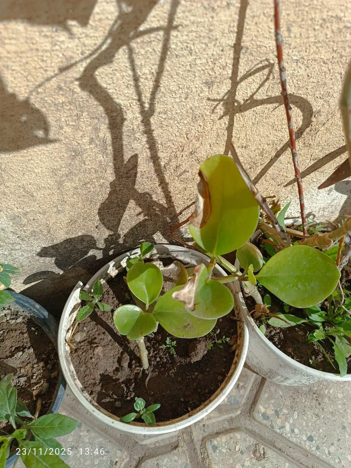 گلها|گل و گیاه طبیعی|میانه, |دیوار