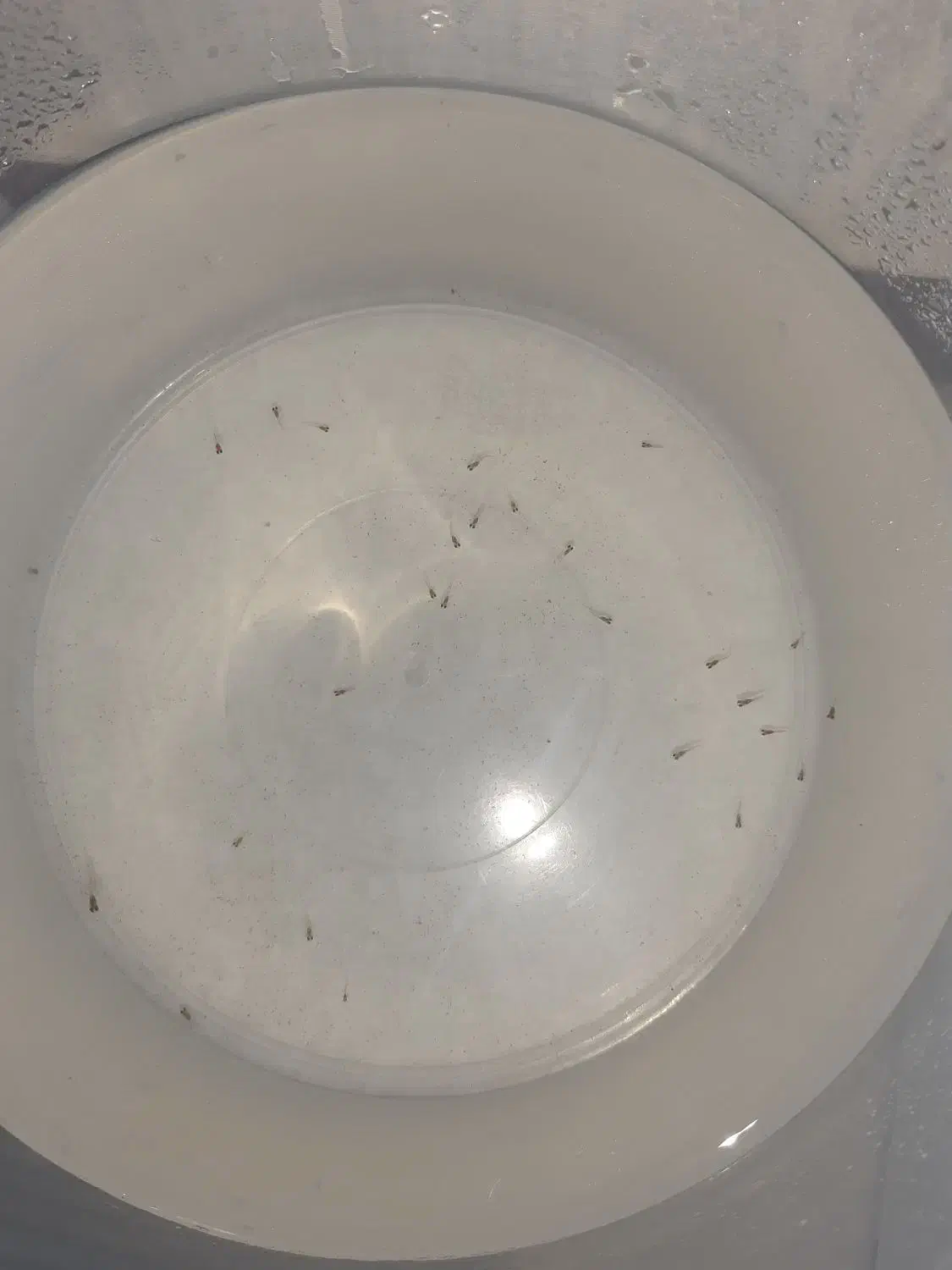 ماهی گوپی|ماهی|رشت, حمیدیان|دیوار