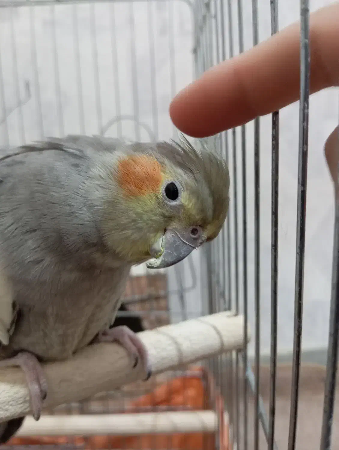 عروس هلندی سینامون ماده با قفس و لوازم|پرنده|پاکدشت, پاکدشت (مامازند)|دیوار