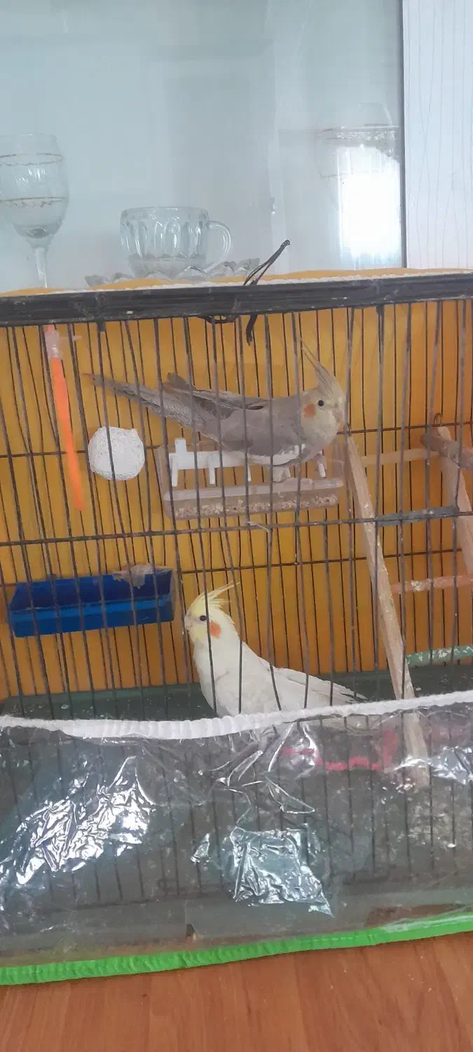 عروس هلندی|پرنده|شیروان (خراسان), |دیوار