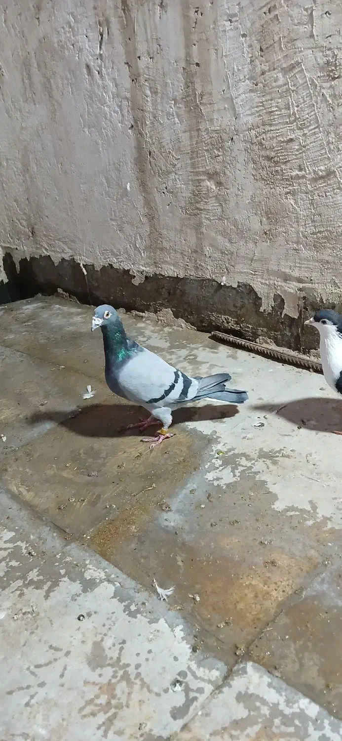 پرنده کفتر ۳ عدد جفتگاه قلدر پرشی المانی رنگه ساده|پرنده|مشهد, کشف|دیوار