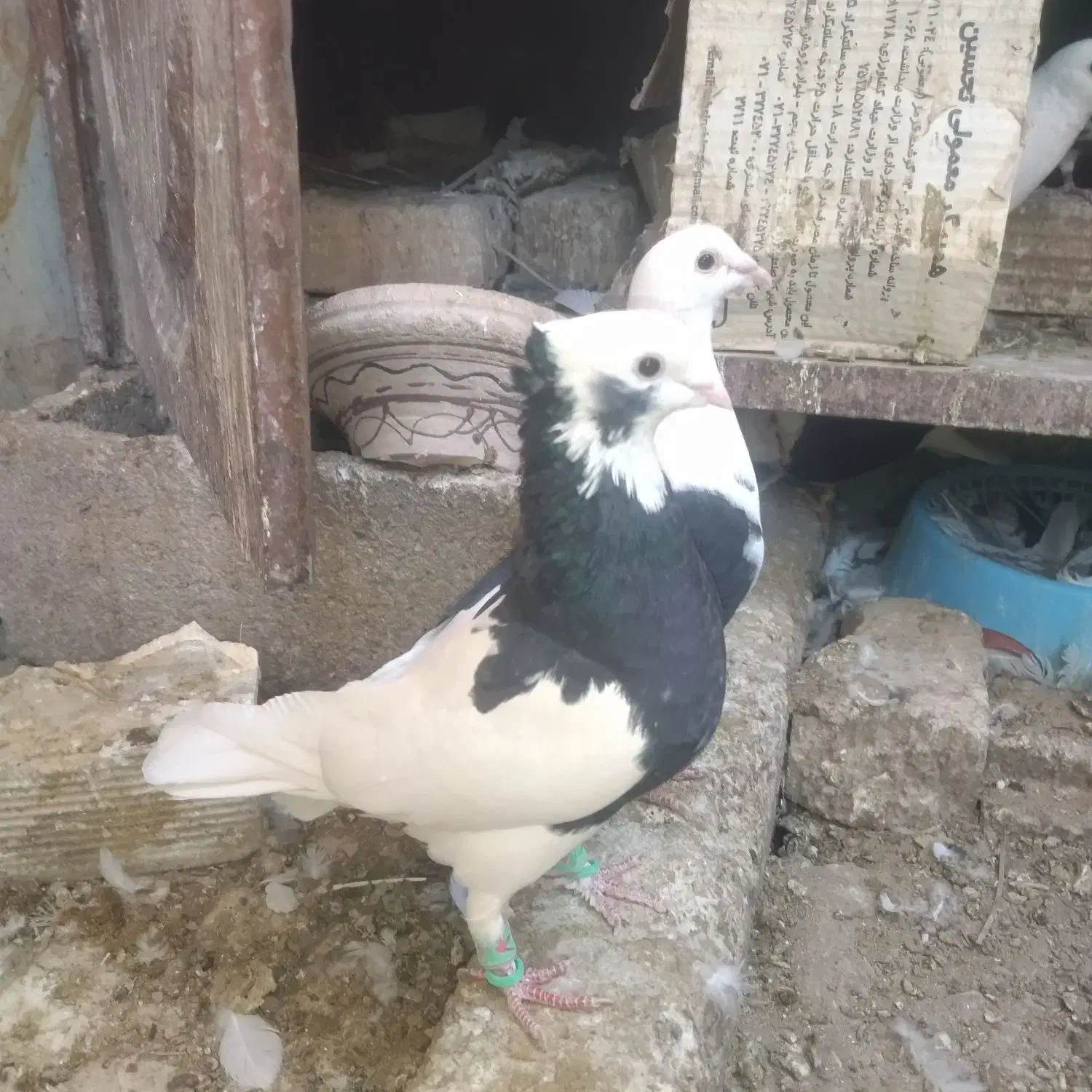 طوق سیاه نروماده|پرنده|شیراز, دست خضر|دیوار