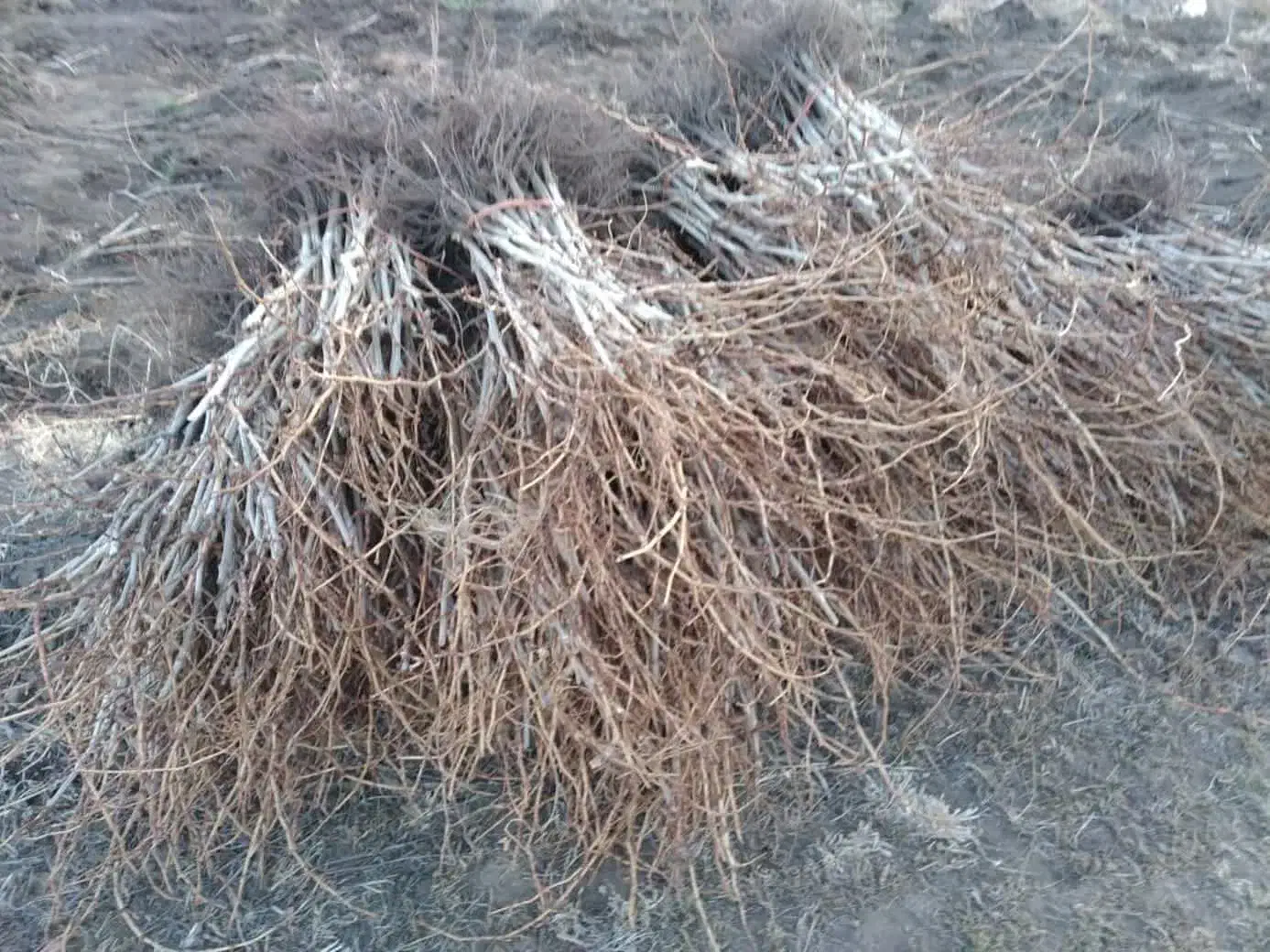 انواع نهال انگور سفید و قرمز وموندراپ مویز|خدمات باغبانی و درختکاری|ارومیه, |دیوار