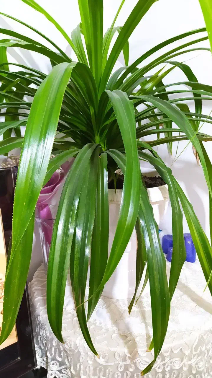 گل زینتی|گل و گیاه طبیعی|ارومیه, |دیوار