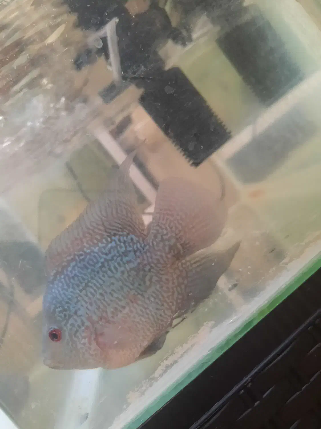 ماهی فلاور.پنکوسی.کت چوبی.اسکارمعاوضه باچانا کوچک|ماهی|تهران, شهرک شریعتی|دیوار