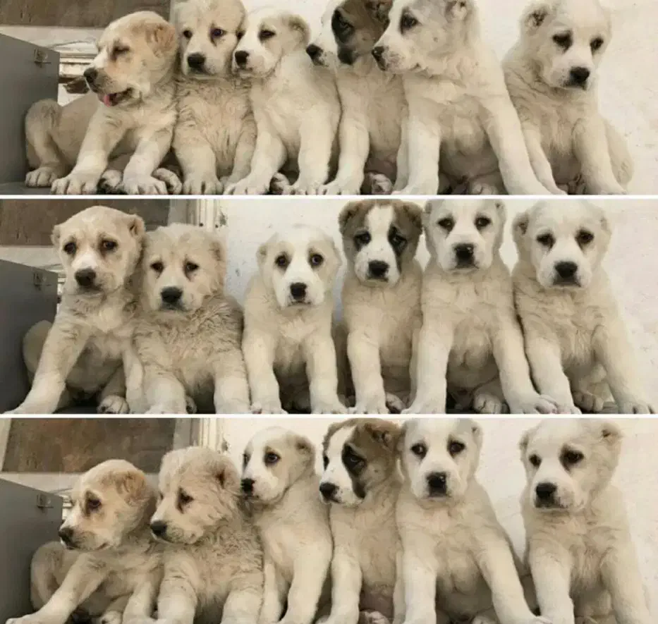 آلابای روس|سگ|تهران, آجودانیه|دیوار