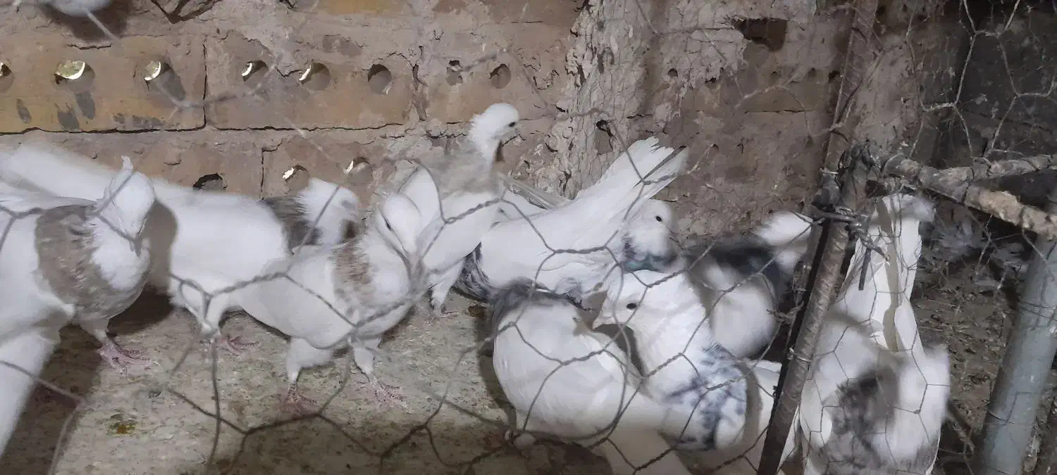 کبوتر طوقی جفتگاه|پرنده|تایباد, |دیوار