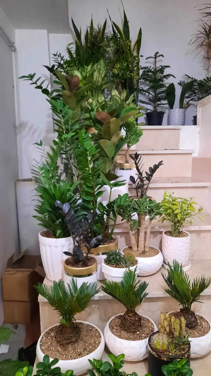 گلهای اپارتمانی زیبا|گل و گیاه طبیعی|تبریز, |دیوار