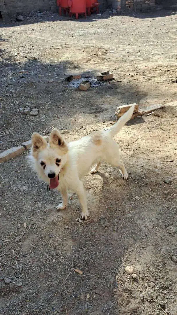 سگ پامر روباهی|سگ|بافت, |دیوار