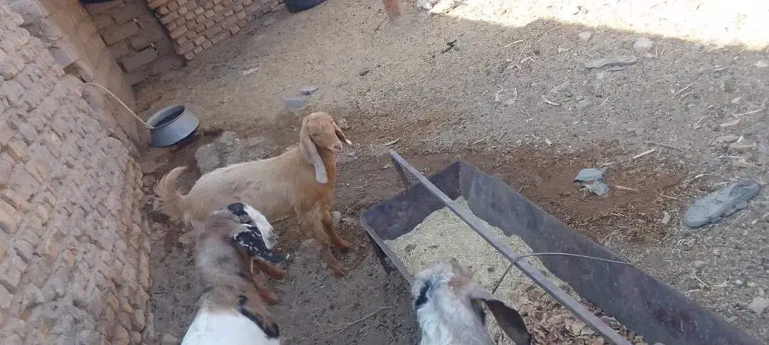 برو|حیوانات مزرعه|زابل, |دیوار