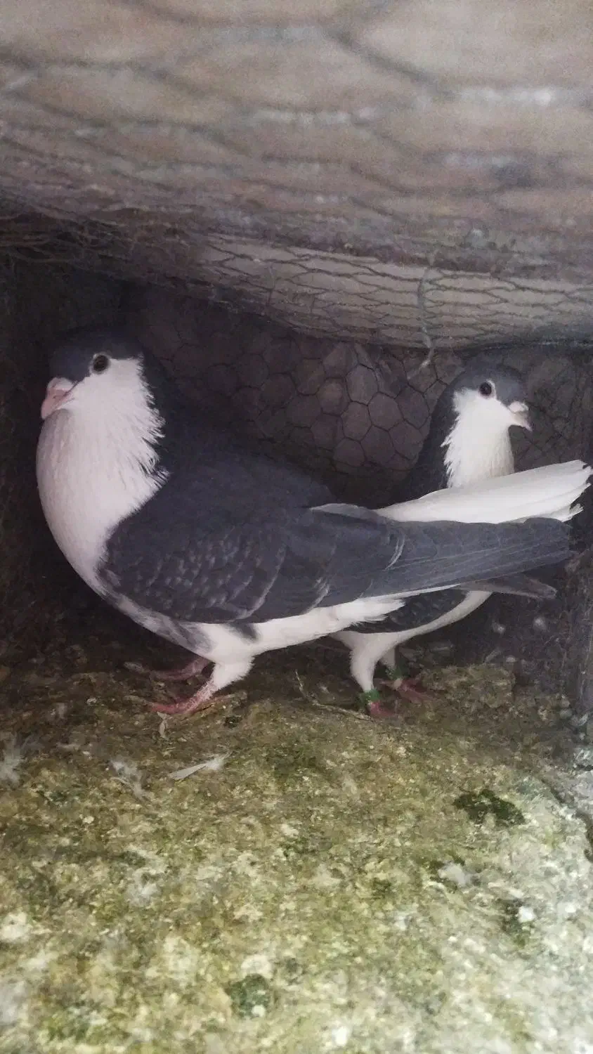 ساده پولکی|پرنده|بیرجند, |دیوار