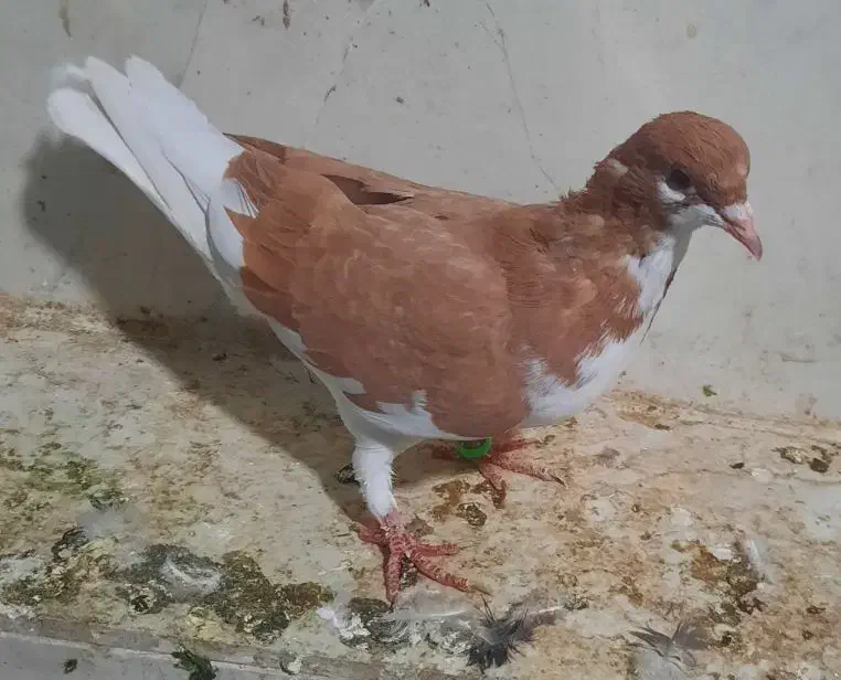 چندتا کفتر نرو ماده|پرنده|شیراز, وزیرآباد|دیوار