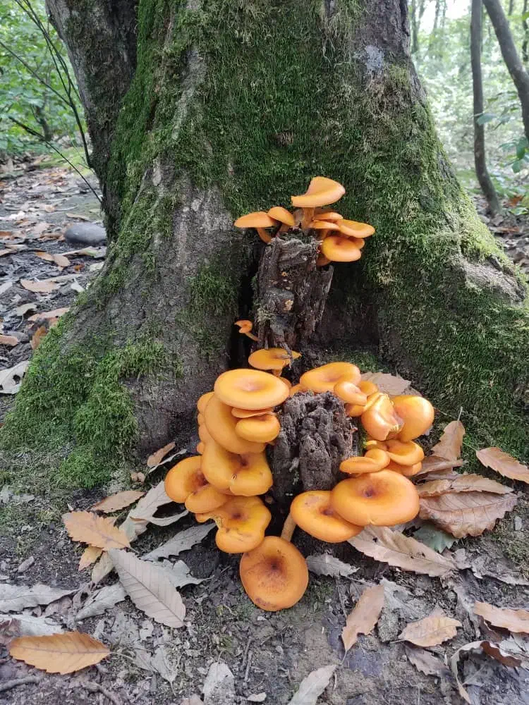 اردوی گردشگری کوهمره|تور و چارتر|شیراز, بالا کفت|دیوار