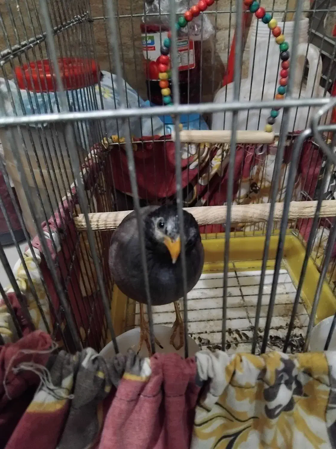 مرغ مینا نر شاه تخم|پرنده|تهران, مینابی|دیوار