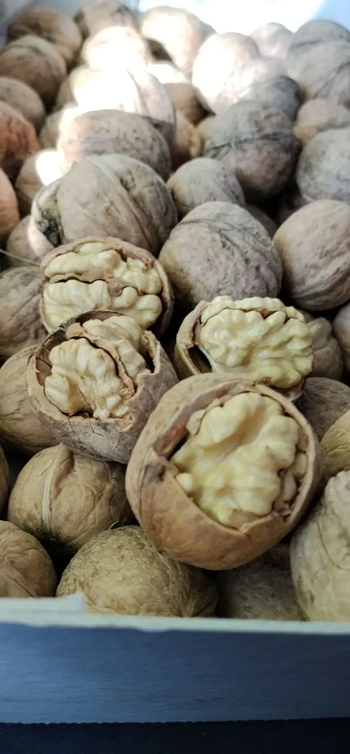 گردو|خوردنی و آشامیدنی|قهدریجان, |دیوار