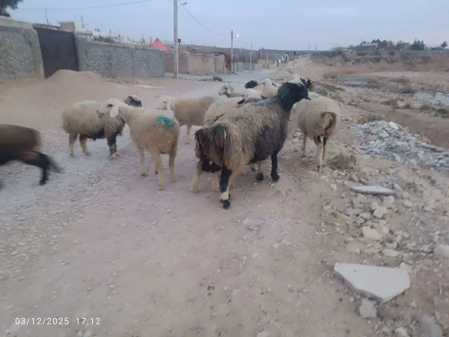 میش بره دار و آبستن گلون گرم|حیوانات مزرعه|شیراز, شهرک والفجر|دیوار