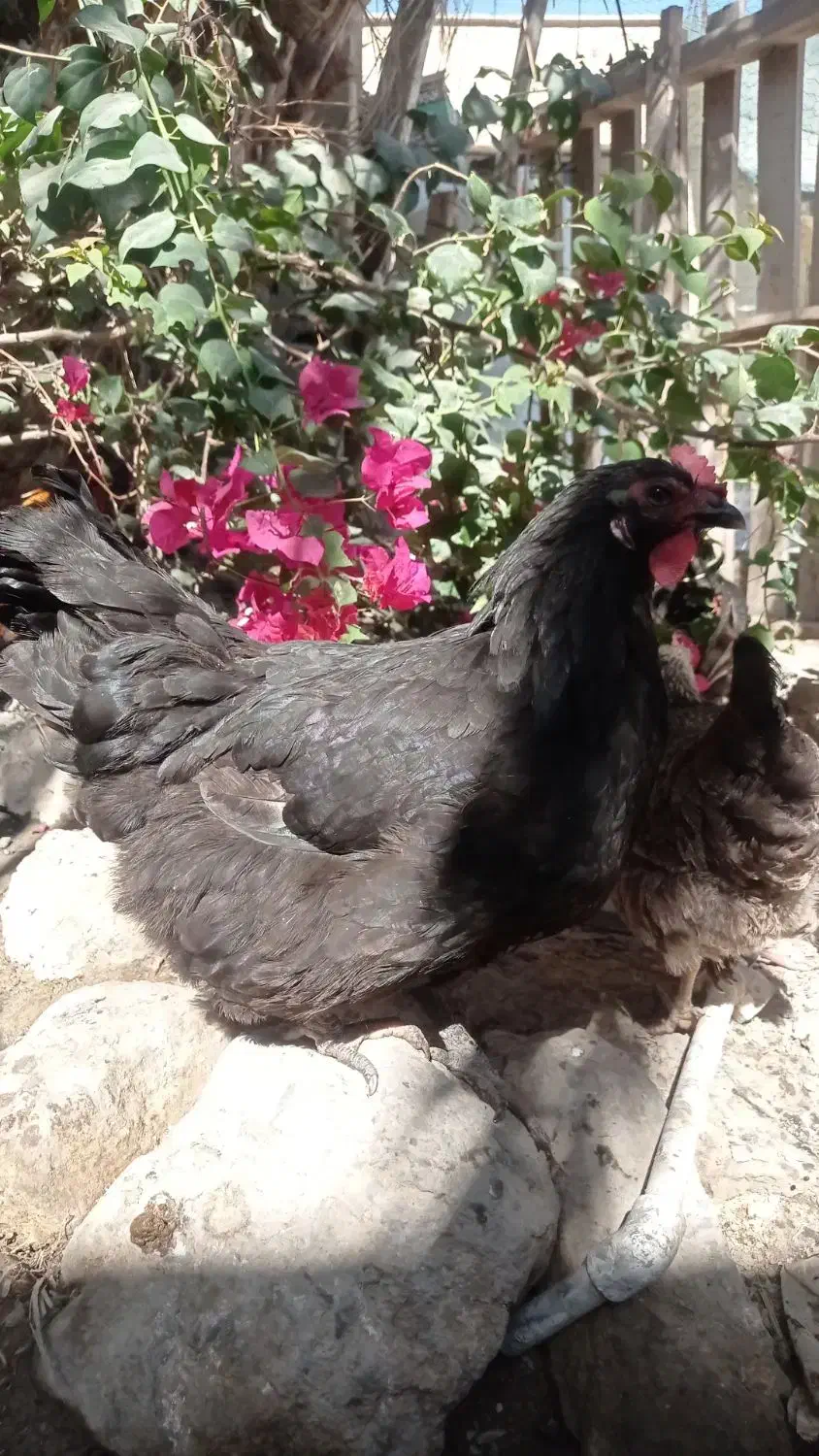 مرغ و خروس در بندر خمیر|حیوانات مزرعه|خمیر, |دیوار