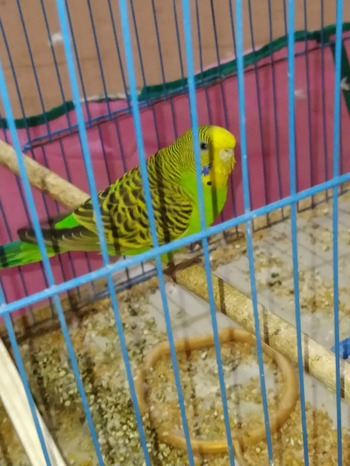 مرغ عشق|پرنده|بندر ماهشهر, |دیوار