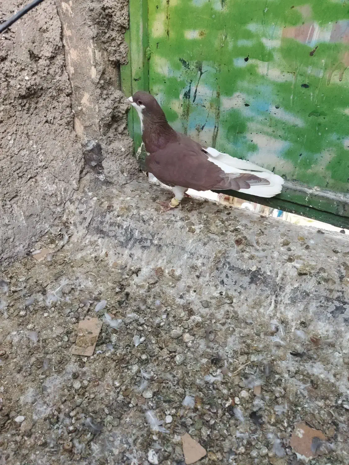 کبوتر پرنده.|پرنده|اقبالیه, |دیوار