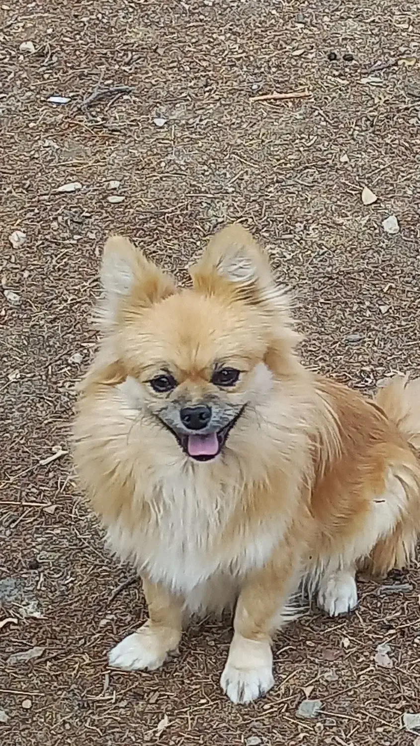 سگ پامرانین|سگ|صحنه, |دیوار